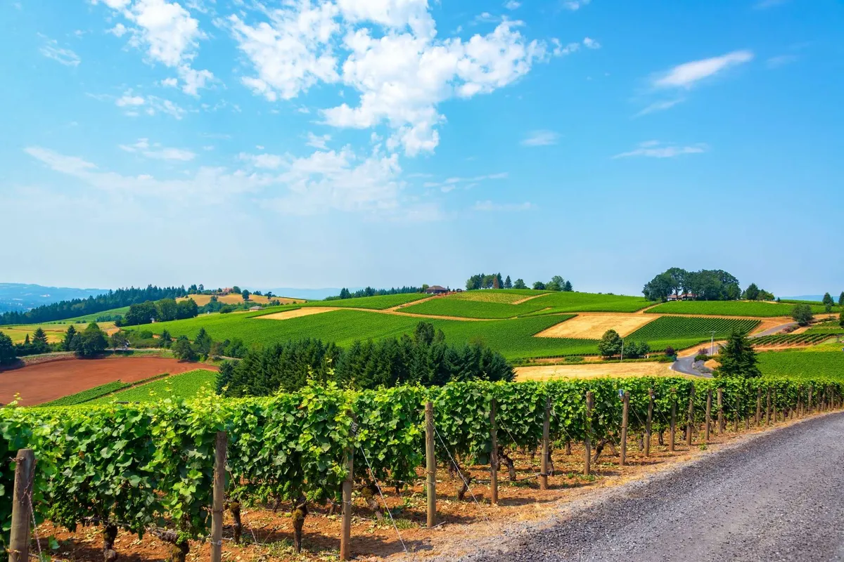 A sweeping view of Oregon vineyards and rolling hills under a soft sunset sky. A dirt road winds through rows of grapevines, with distant trees and a few buildings dotting the landscape, evoking the tranquility and beauty of wine country.